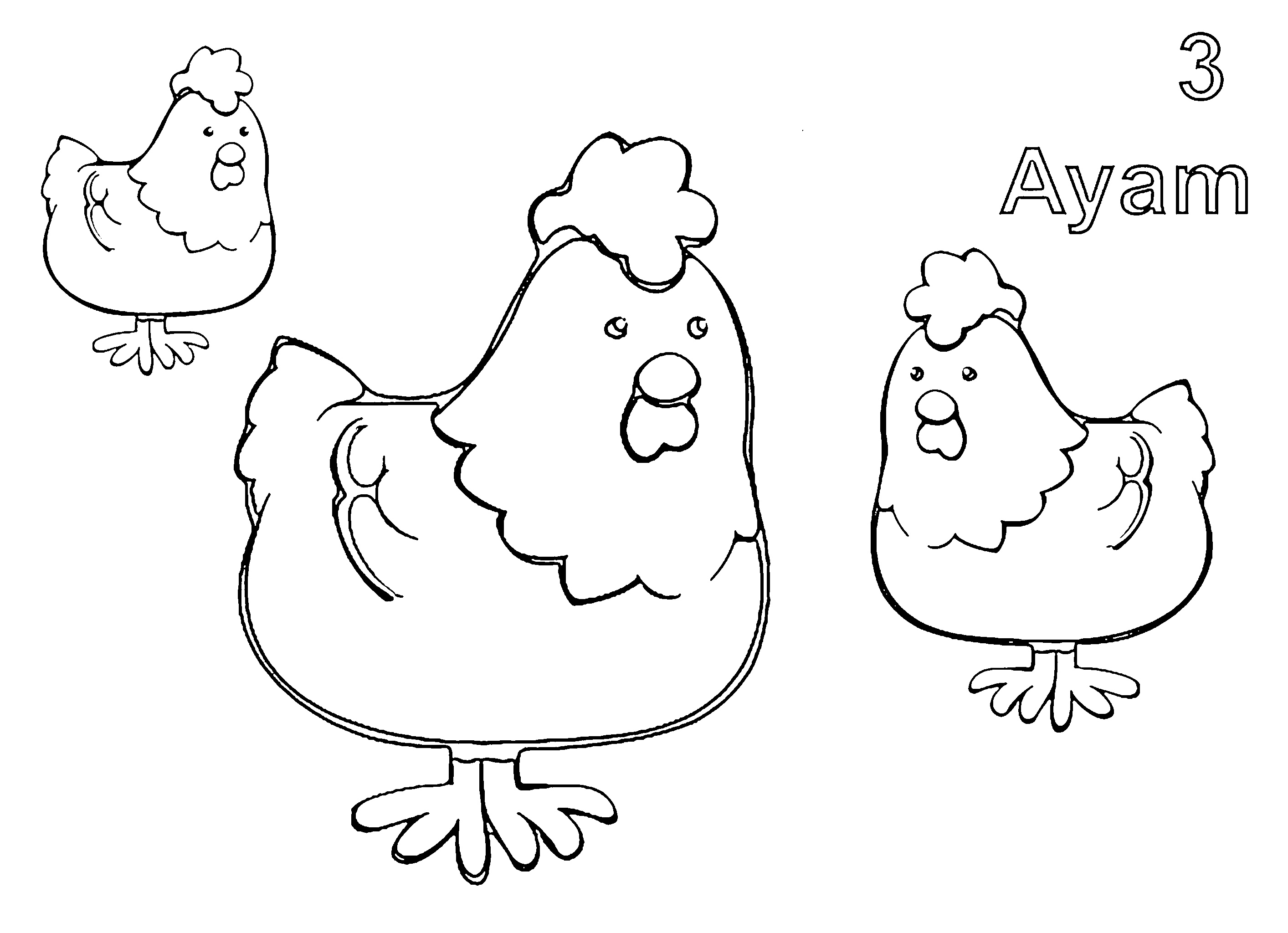 03 ayam